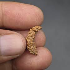 Rare Ek Mukhi Rudraksha: Natural One Face Bead From Nepal ...