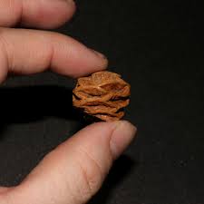 Meta Sequoia Pine Cone Fossil - Hell Creek Formation ...