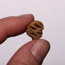 Metasequoia Pine Cone - Dinosaur Age Cretaceous Fossil ...