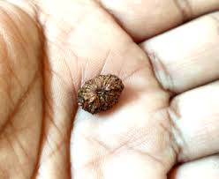 14 Mukhi Rudraksha Fourteen Face Rudraksh Indonesia Origin ...
