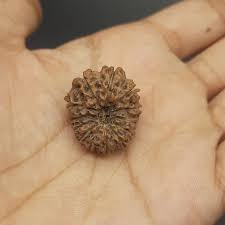 13 Mukhi Java Rudraksha Bead • Super Collector Grade ...