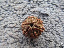 ENERGIZED Original 6 Face Mukhi Rudraksha Nepal Bead Get ...