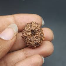 13 Mukhi Rudraksha Bead: Java Collector, IGL Certified ...