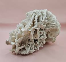 Vintage Rugosa Coral Fossil Decor – Natural White Coral 8 ...