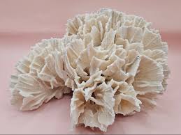 Vintage Rugosa Coral Fossil Decor – Natural White Coral 8 ...