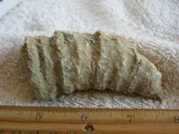 Horn coral agatized fossil jumbo 3-5 inch Africa Rugosa ...