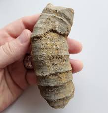 Fossil Horned Coral Central Texas Pennsylvanian Display ...