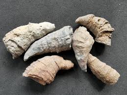 Horn Coral Fossil - Individual Pieces - Etsy