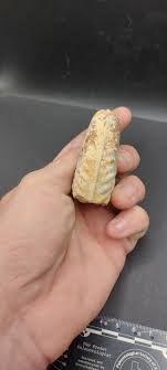 Mortoniceras (Drakeoceras) drakei-Texas 01 – Minute Man Fossils