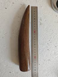Ice Age Tooth Fossils - Science Popularization Specimens | eBay