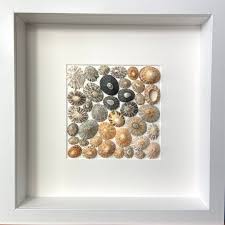 Limpet Shell Picture, Scottish Seashells, Shell Display, Shell ...