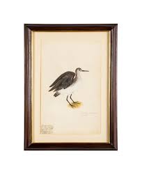 Offset Lithograph from "The Great Bird Book" by Olof Rudbeck ...