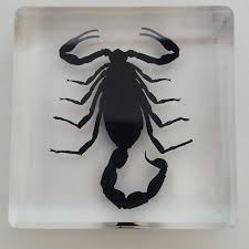 Real BLACK SCORPION Genuine INSECT Paperweight Lucite Paper ...