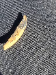 What kind of tooth is this? : r/Paleontology