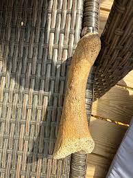 What is this? : r/whatisthisbone