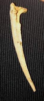 can somebody help me identify this bone? i found it at a lake in my friend's neighborhood, he lives in tampa, south florida. : r/bonecollecting