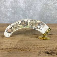 Scrimshaw Warthog Tooth For Sale #22388 - The Taxidermy Store