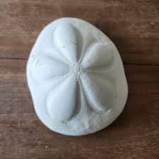 Sea Biscuit Sand Dollar Fossil Sea Shell Large Puffy Home ...