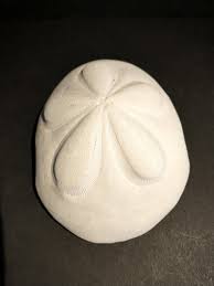 Sea Biscuit Sand Dollar 5 Inch 1234 Cl | eBay