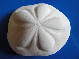 Sea Shell Seashells 3"-4" Giant Sea Biscuit - Etsy