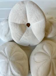 Large Sea Biscuit Puffy Sand Dollars 3" Size Natural Shells ...