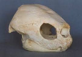 Leatherback Turtle Skull REPLICA | eBay