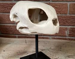 Bald Eagle Skull Replica – Realistic Bird of Prey Model With Stand, Museum-quality Wildlife Decor, Raptor Anatomy Collectible Bird Skull - Etsy