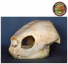 Leatherback Turtle Skull For Sale | Dinosaur Corporation