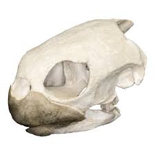 Replica Green Sea Turtle Skull For Sale — Skulls Unlimited International, Inc.
