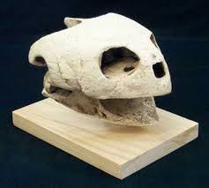 Giant Sea Turtle Skull dinosaur replica | DINOSAURS ROCK SUPERSTORE | Fossil & Mineral Specimens