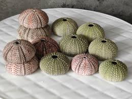 12 Sea Urchins - brown and green, curiosity cabinet, real ...