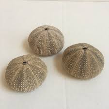7 Natural Sea Shells 3 Sea Urchin Shells ( 3.75"/ 3.5"/ 2.25 ...