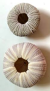 Pair of Sea Urchin Shells | Chairish