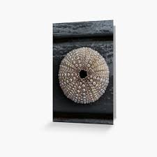 sea urchin shell" Greeting Card for Sale by vannphotography ...