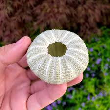 Green Sea Urchin Shell – Air Plant Hub