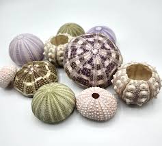 Sea Urchin Assortment, Beach Decor Sea Urchin Shells ...