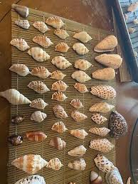 Exotic shell collection | eBay