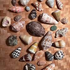 RARE Bundle of Hawaiian Shells & Treasures - Etsy