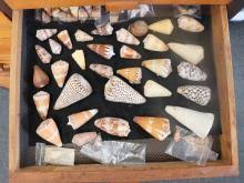 Sold at Auction: COMPLETE SHELL COLLECTION (100'S OF QUALITY SHELLS) IN 28 DRAWER CABINET, COLLECTED IN 1960'S AND 1970'S, SOME AUSTRALIAN, SOME FROM OTHER COUNTRIES