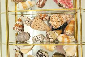 Collection of Exotic Sea Shells in Display Cabinet sold at auction on 20th January | Bidsquare