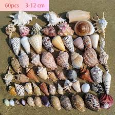 Amazon.com: COYOUCO Sea Shells Natural Colorful Sea Shells Mixed Beach Seashells Various Sizes Perfect for Beach Theme Party Home Decor DIY Crafts Fish Tank Decorations,E : Pet Supplies