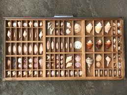 Vintage Printer Tray Shell Collection, Large Antique Wood Drawer, Natural Seashells, Coastal Art - Etsy Israel