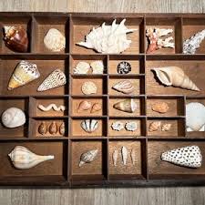 Vintage Wood Printer Tray Style Organizer Seashell and Coral Display Wall Art Coastal Decor Nature Lover House Warming Gift Beach House - Etsy
