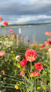 Anne Helen Petersen (@annehelenpetersen) • Instagram photos ...