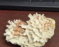 Chama White Coral Shell Nautical Decor 5 1/2" - Etsy