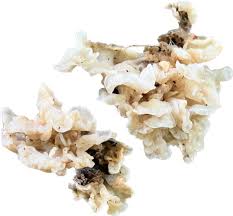 I found this fungus near Manassas Gap shelter. Does anyone ...