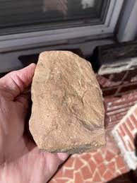 What type of leaf or fern do you think made this pattern on ...