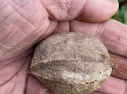 Seeds – OIKOS Tree Crops