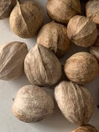Hickory Nuts (In Shell) 1 lb – Hickory Nuts Direct