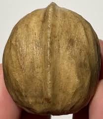 Exceptional Early Vintage Stone Alabaster Nut Italian ...